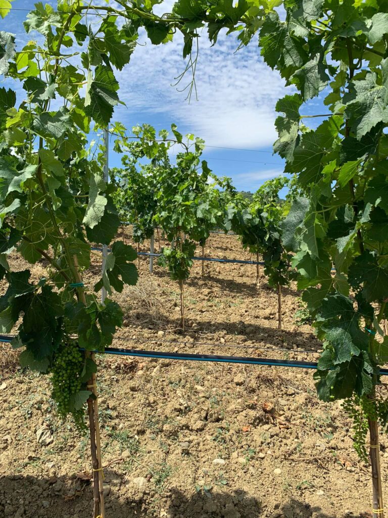 la tenuta tenuta pietrasanta peperone crusco di senise igp